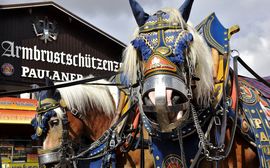 Geschmückte Pferde beim Einzug der Wiesnwirte vor dem Armbrustschützenzelt auf dem Oktoberfest.