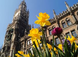 Yellow and purple tulips in front of the New Town Hall in Munich.